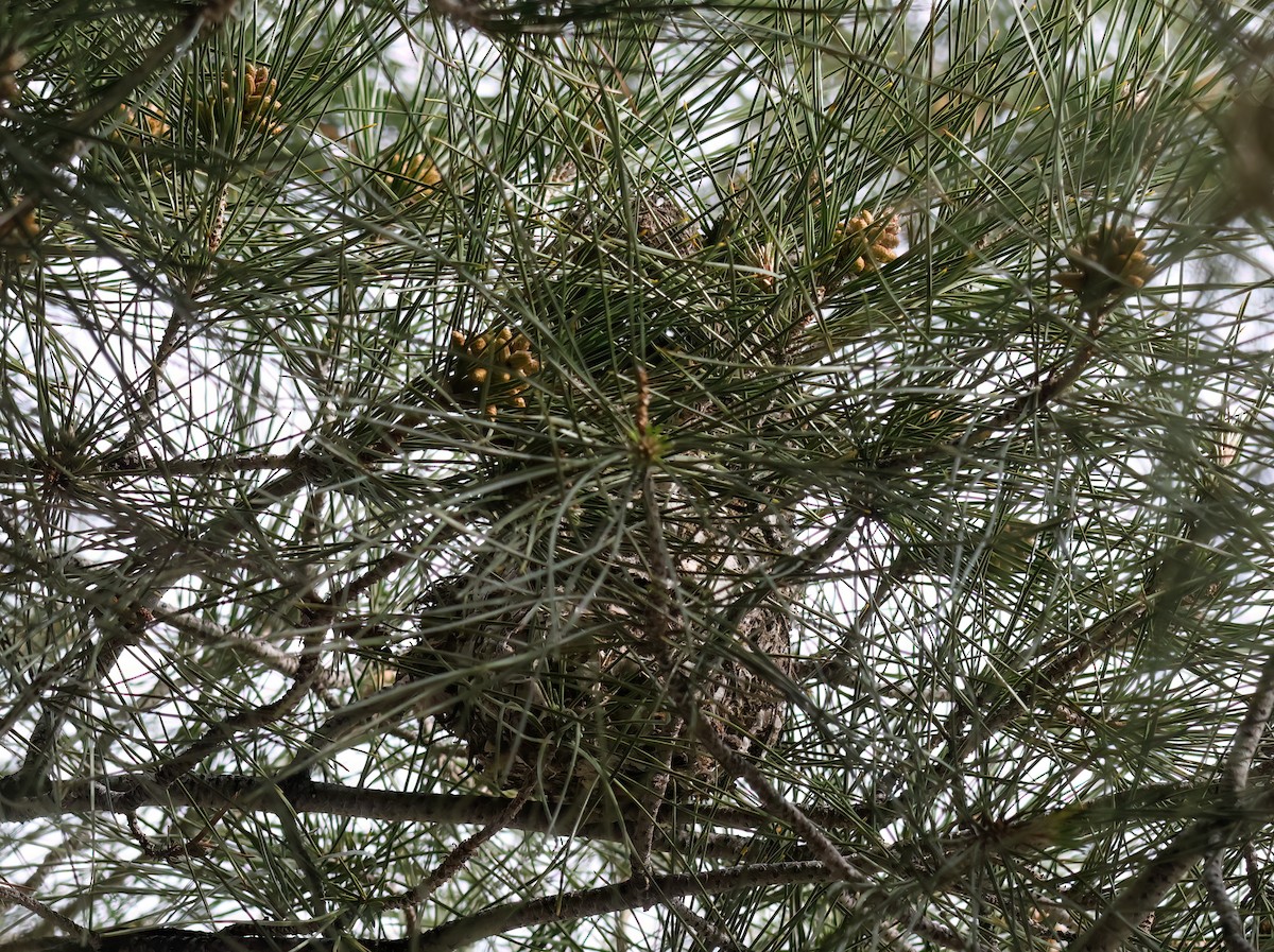 mlynařík americký [skupina minimus] - ML651365465