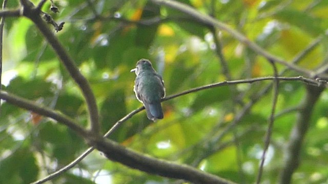 Чешуйчатогрудый саблекрыл - ML651366142