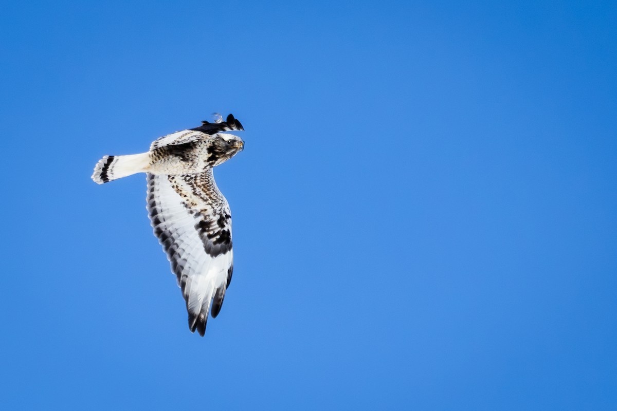 eBird Checklist - 8 Feb 2026 - 128 Possum Hollow Rd, East Berlin US-PA ...