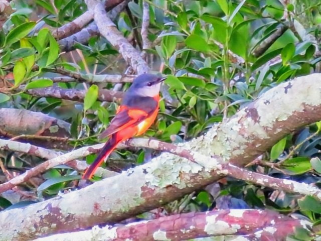 Graukehl-Mennigvogel - ML651366636