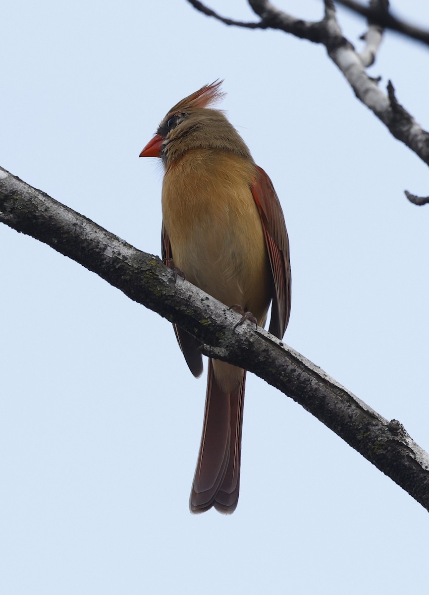 Northern Cardinal - ML651367056