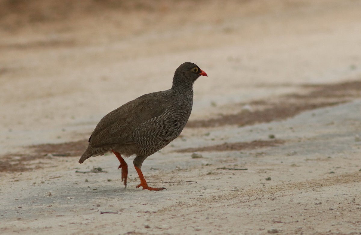 Francolin à bec rouge - ML651367250