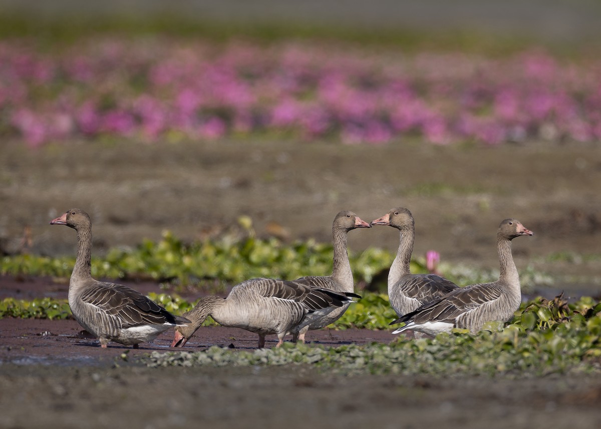 eBird Checklist - 25 Dec 2025 - Maguri Beel (Maguri Wetland) - 18 species