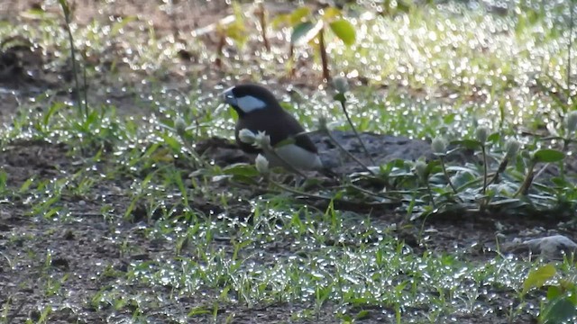 Рисівка тиморська - ML651370046