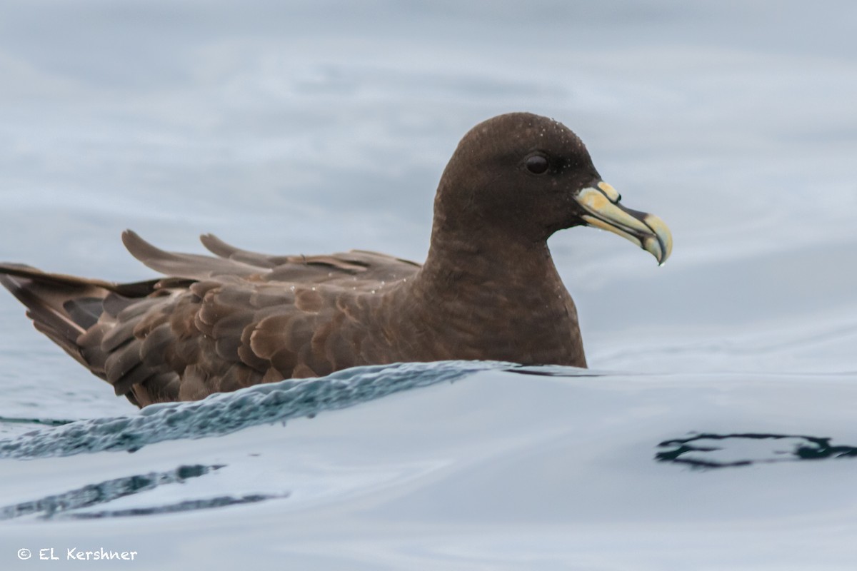 White-chinned Petrel - ML65137101