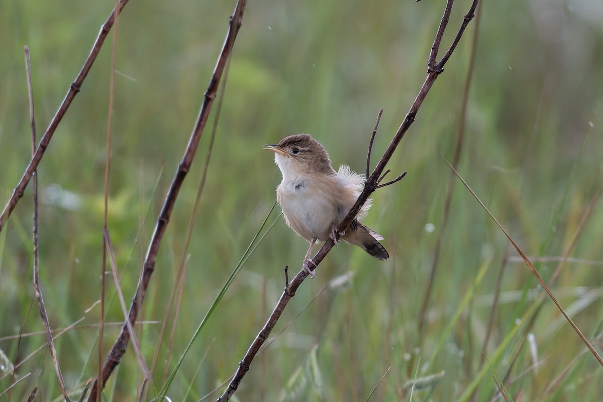 Grass Wren (Pampas) - ML651371340