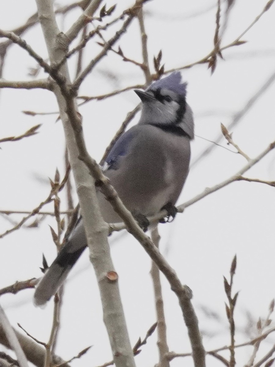 sojka chocholatá - ML651371570