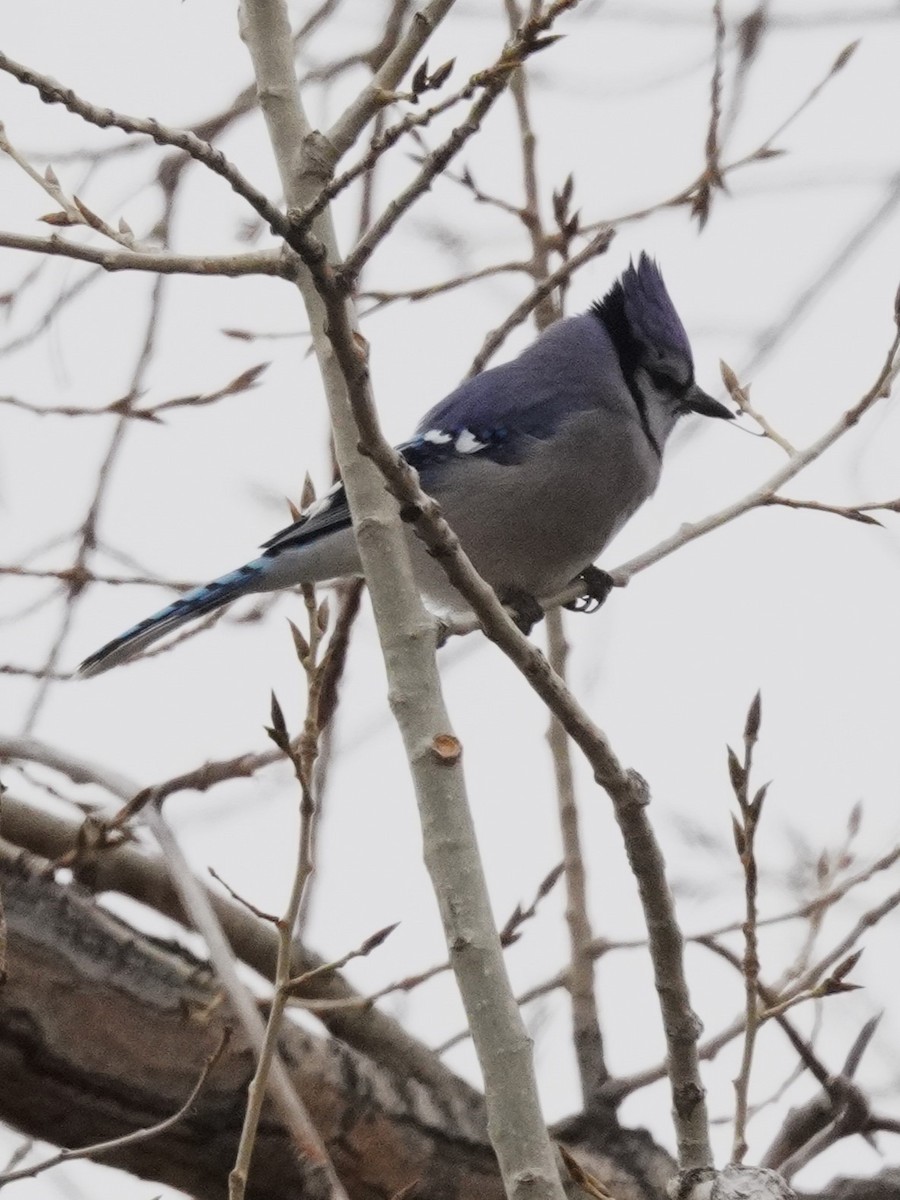 sojka chocholatá - ML651371571