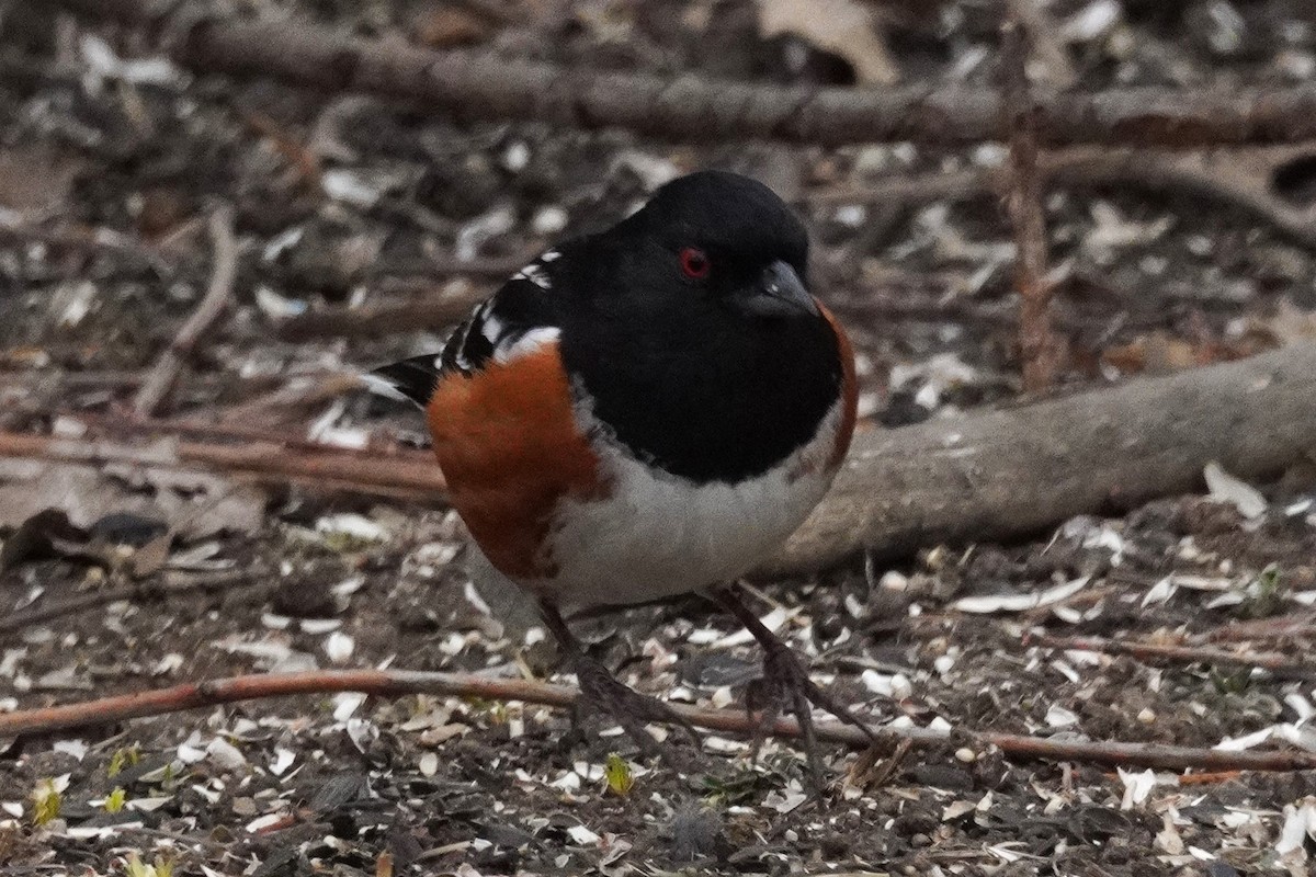 Spotted Towhee - ML651371586