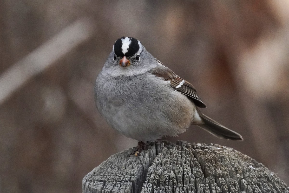 strnadec bělopásý - ML651371588