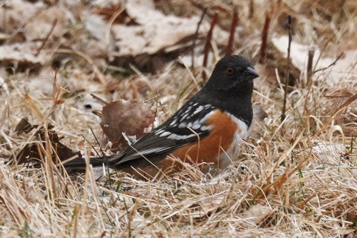 Spotted Towhee - ML651371605