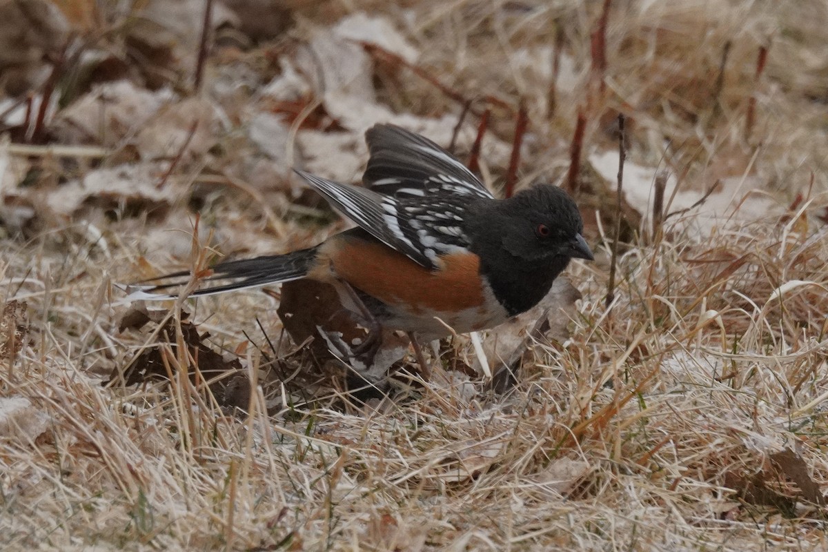 Spotted Towhee - ML651371608