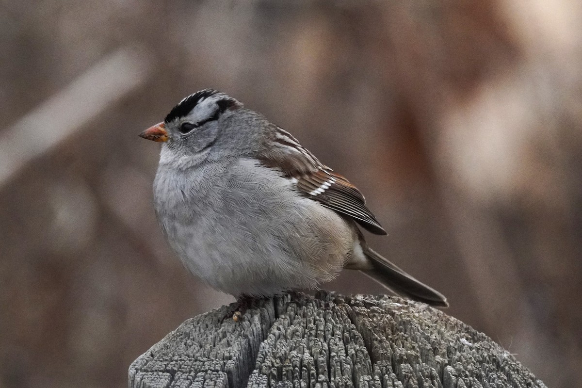 strnadec bělopásý - ML651371643
