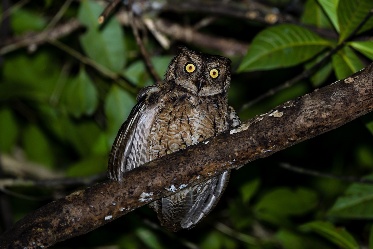 Moluccan Scops-Owl - ML651372164