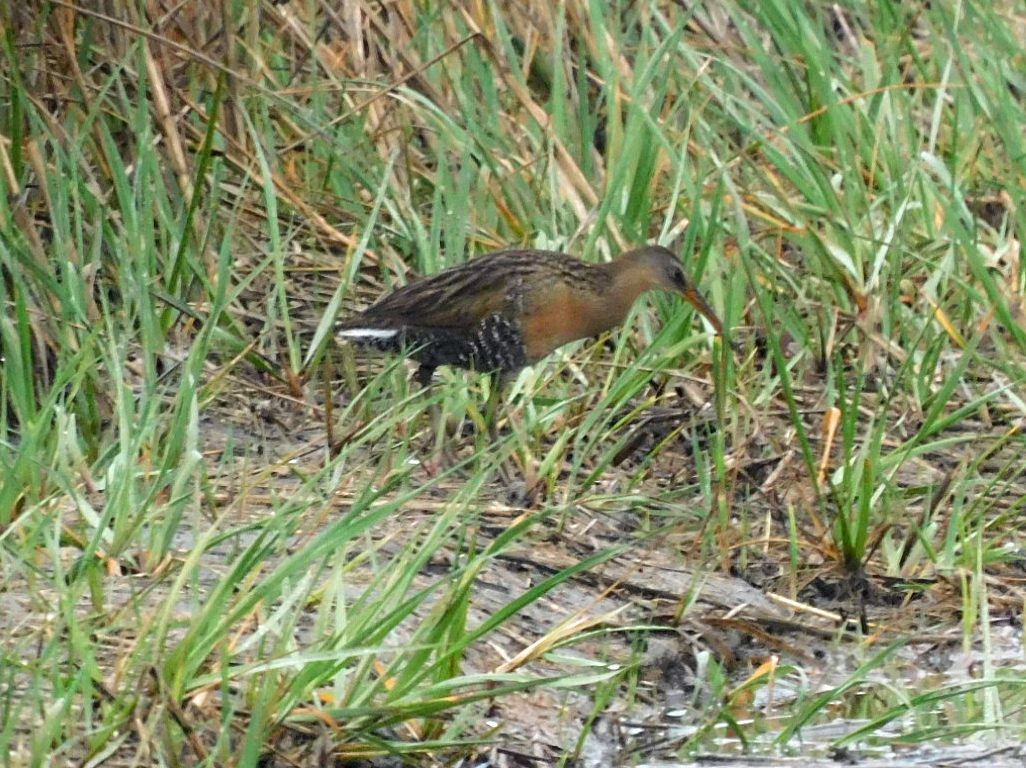 Clapper Rail - ML651372345
