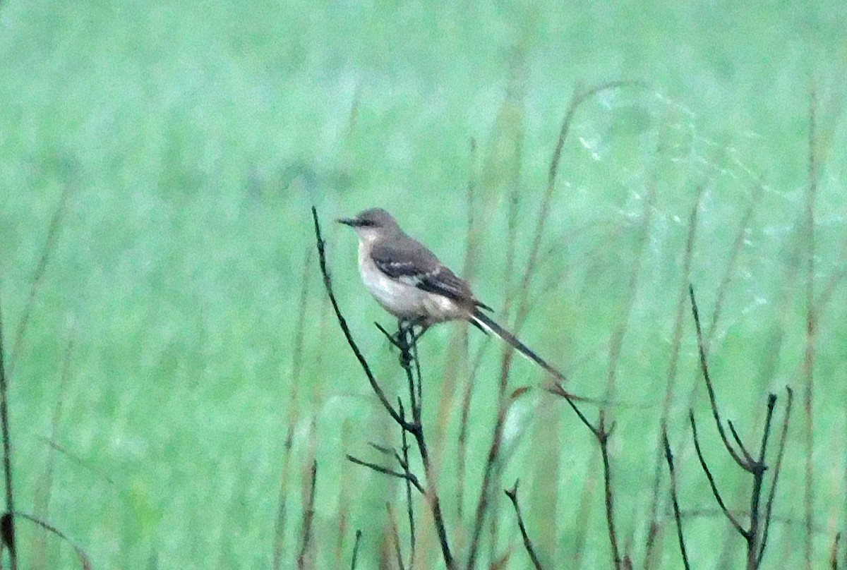 Northern Mockingbird - ML651372347