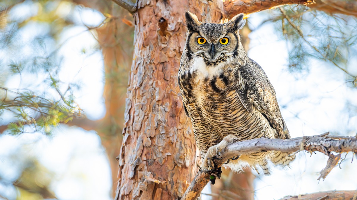 Great Horned Owl (Northern) - ML651372532