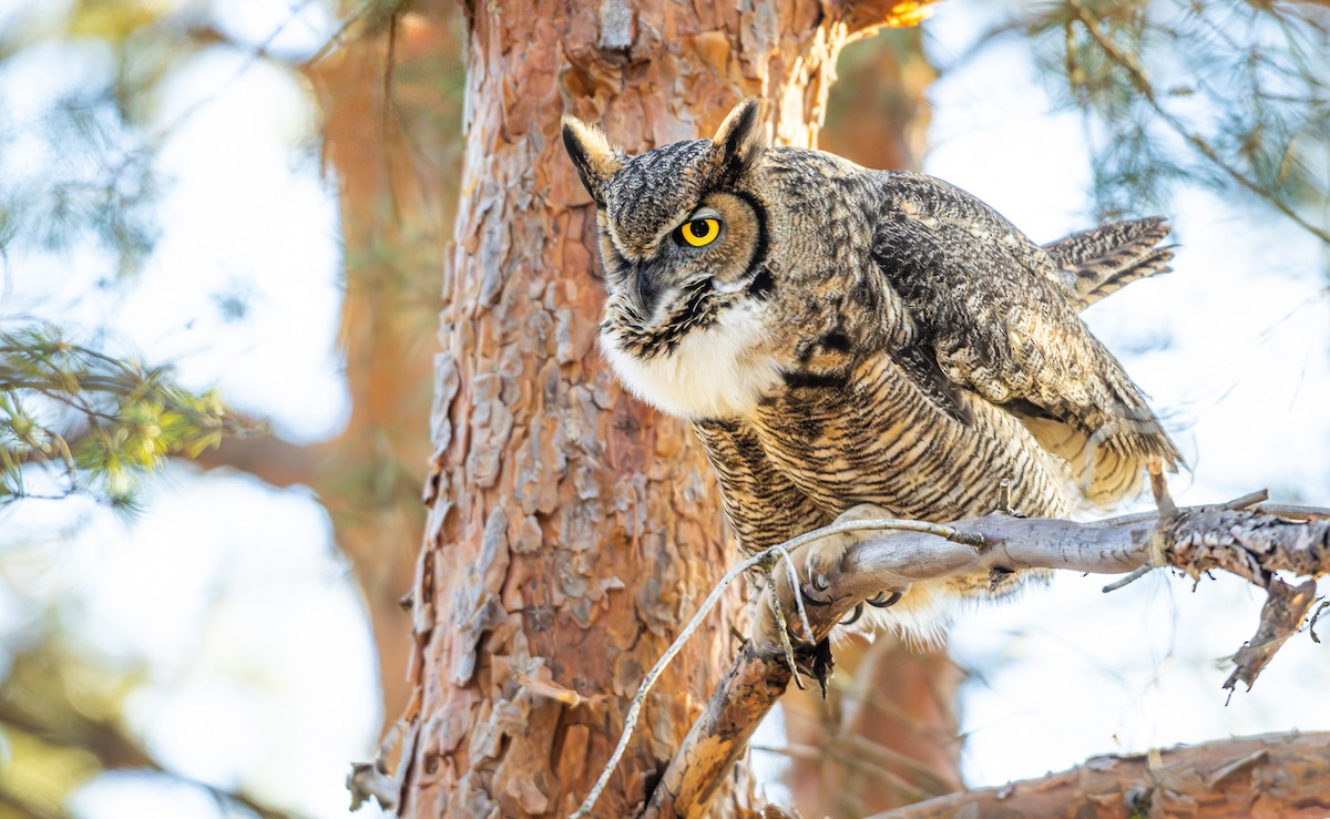 Great Horned Owl (Northern) - ML651372533