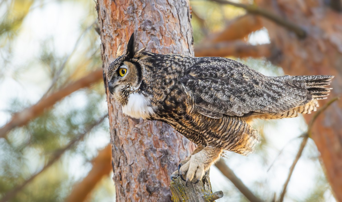 Great Horned Owl (Northern) - ML651372534