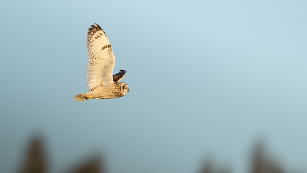 쇠부엉이 (flammeus group) - ML651372561