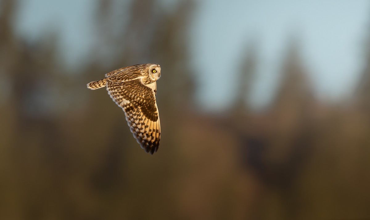 쇠부엉이 (flammeus group) - ML651372562