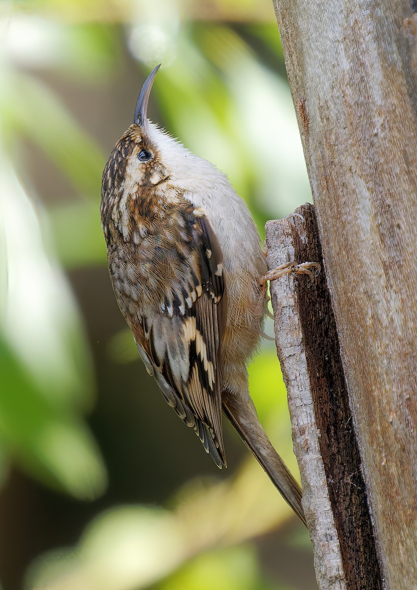 Brown Creeper - ML651372765