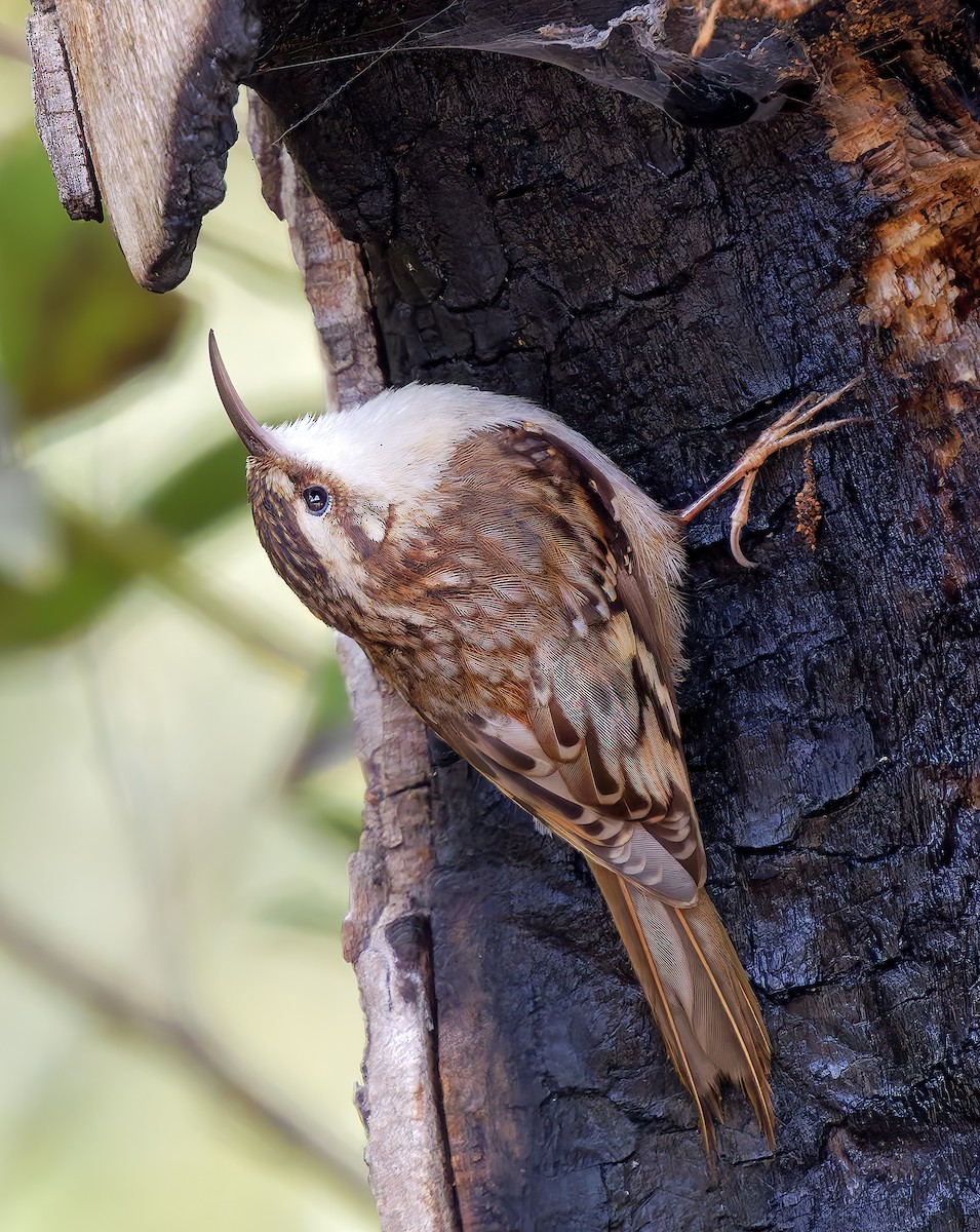 Brown Creeper - ML651372766