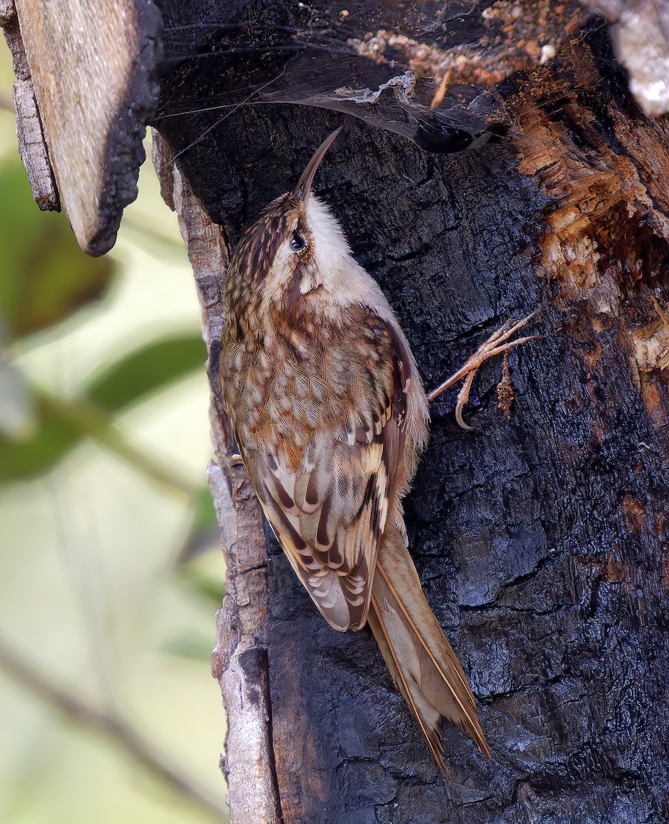 Brown Creeper - ML651372767