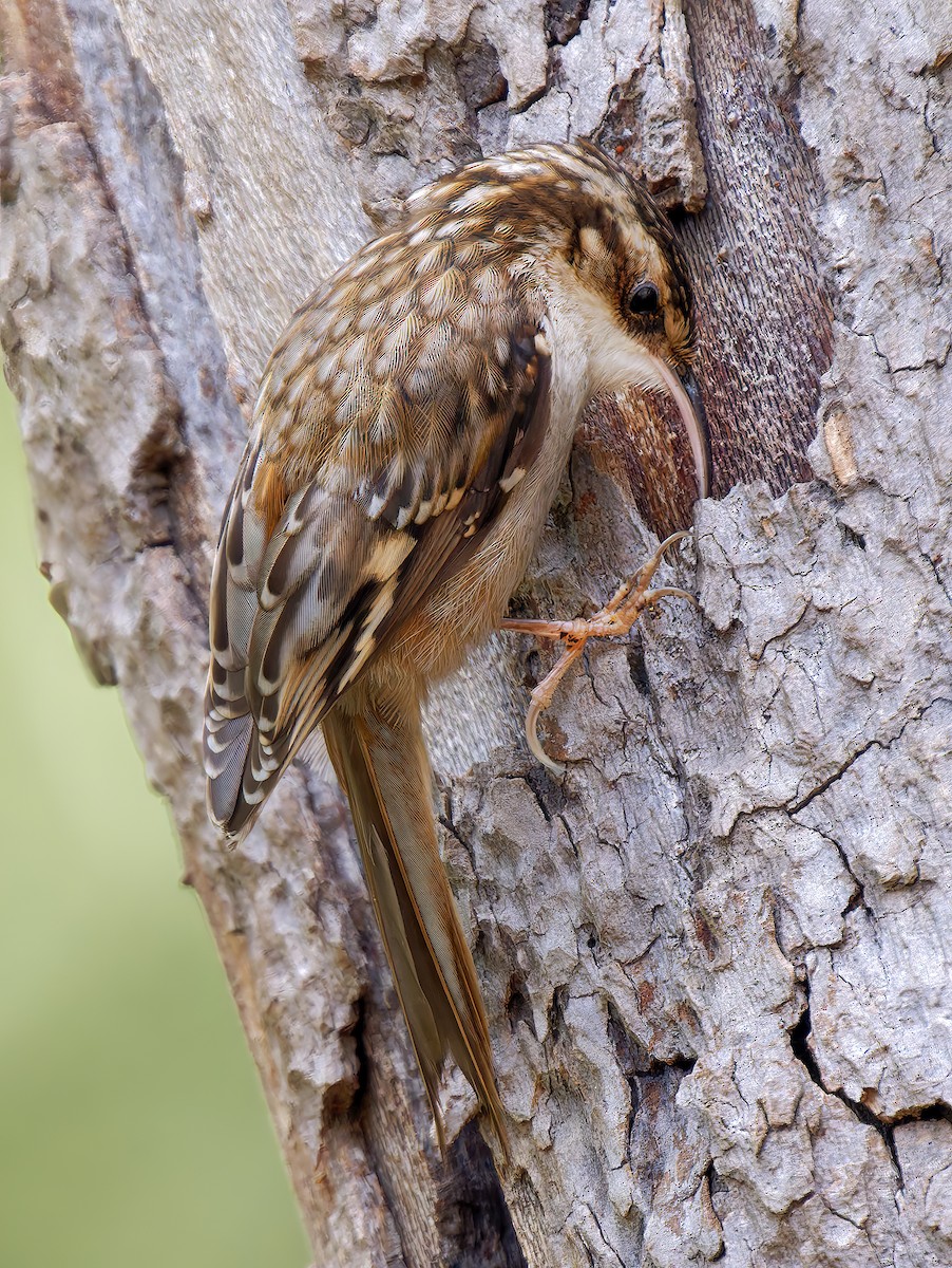 Brown Creeper - ML651372768