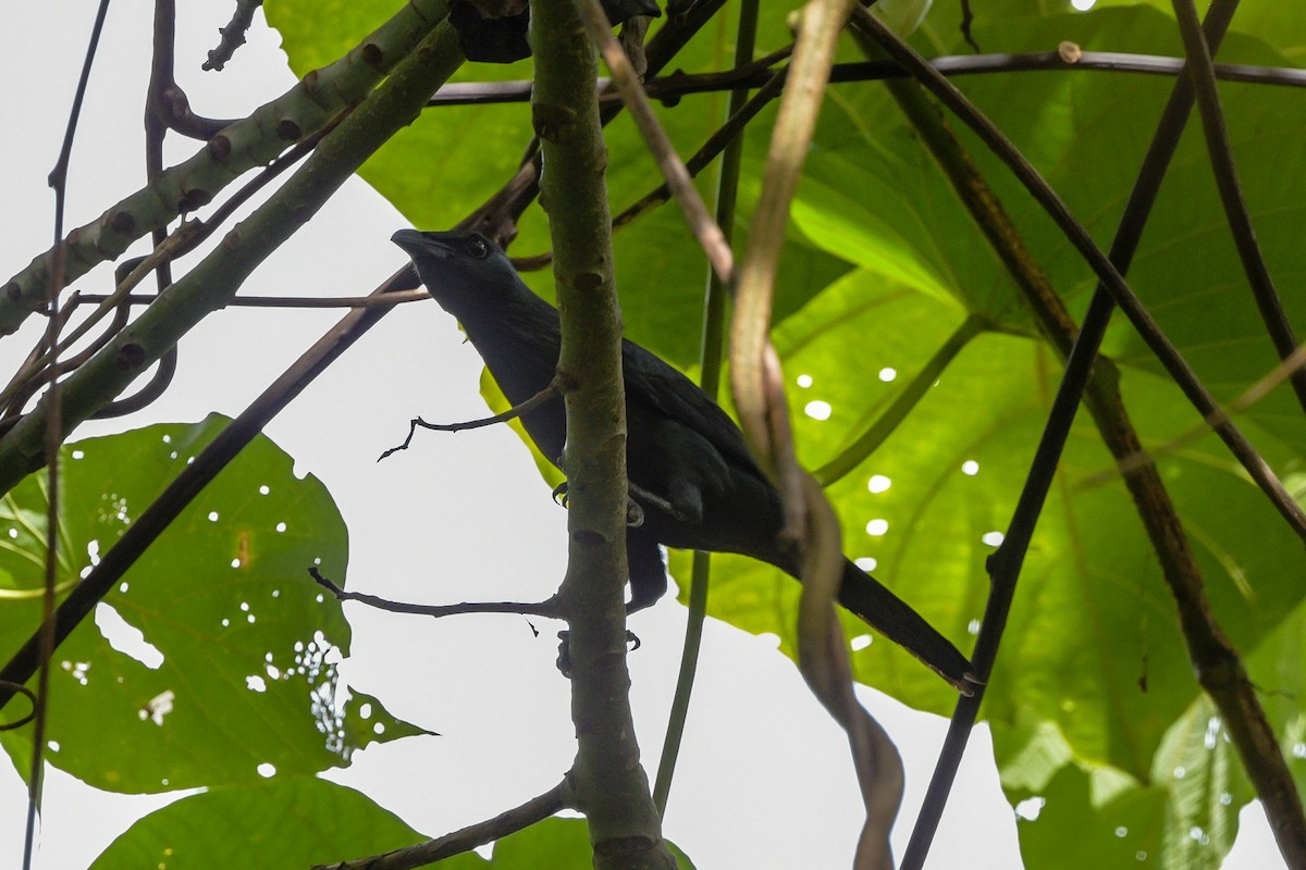 špaček molucký - ML651372998