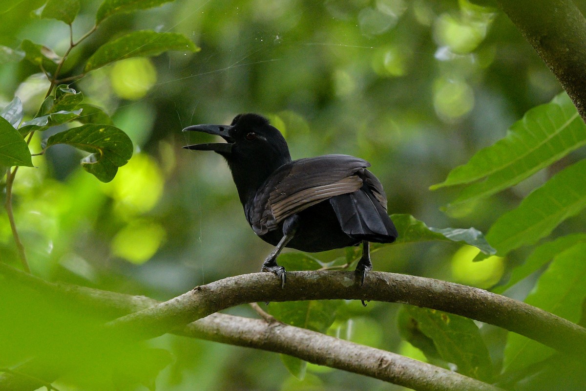 rajka ostrovní - ML651373009