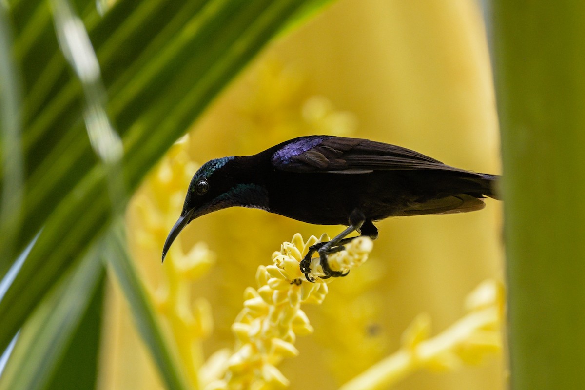 Нектаринка чорна - ML651373033