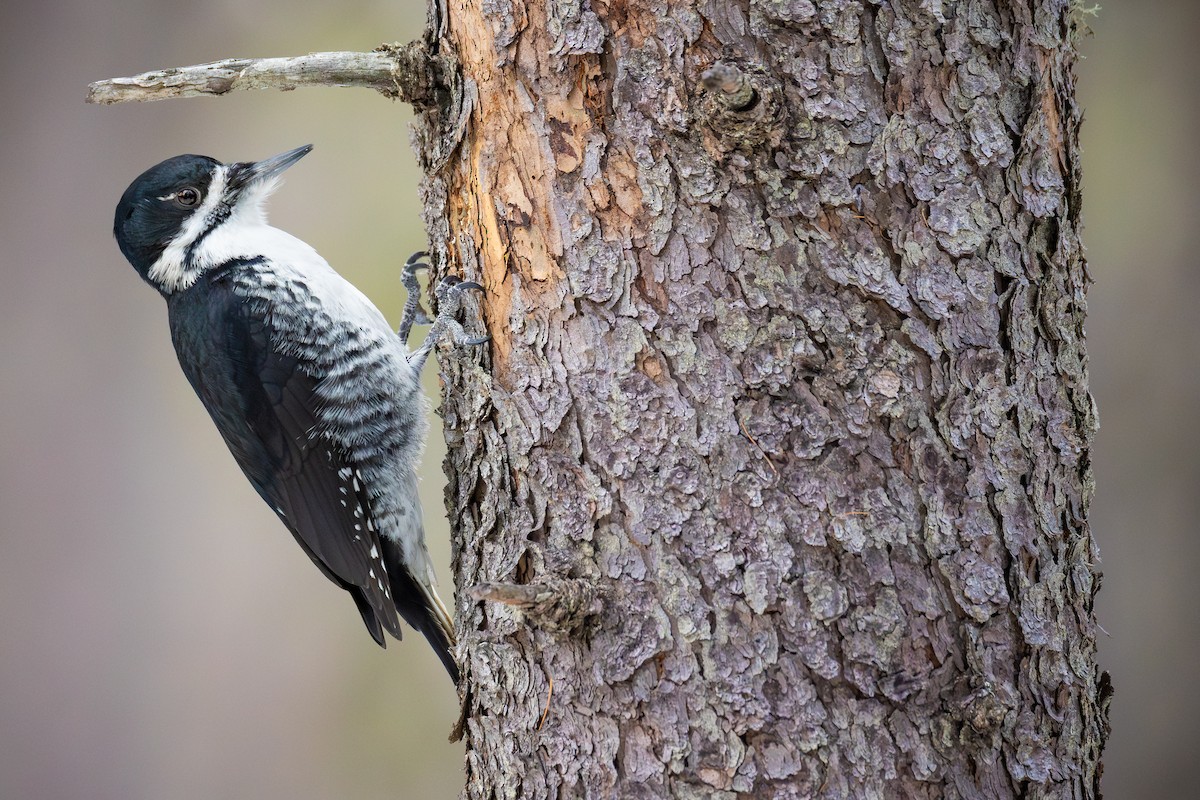 Black-backed Woodpecker - ML651373057