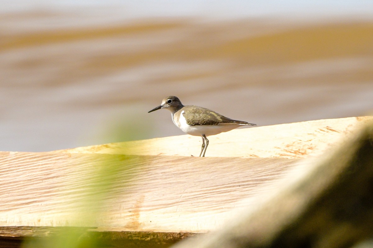 Набережник палеарктичний - ML651373086