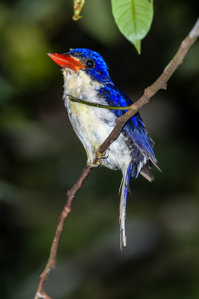 Альціон-галатея великий - ML651373460