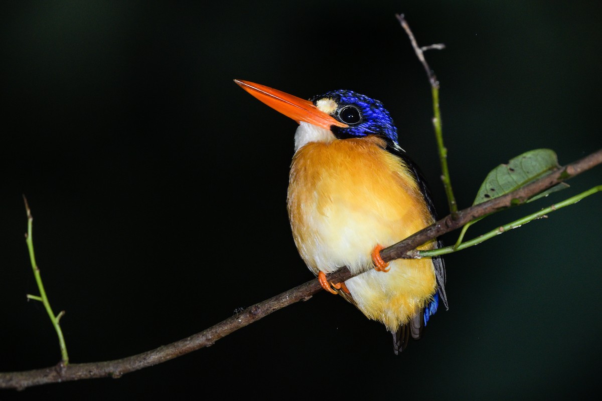 Рибалочка-крихітка новогвінейський - ML651373463