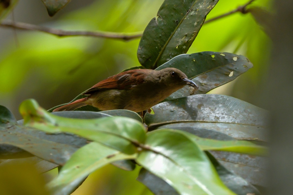 Red-tinged Myzomela - ML651373594