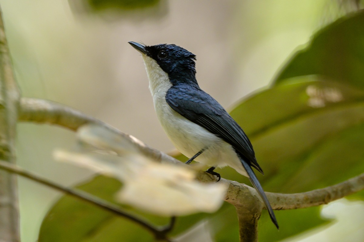 Міагра молуцька - ML651373613