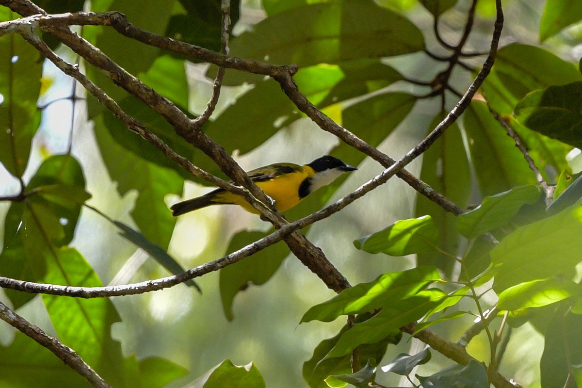 Свистун молуцький - ML651373620