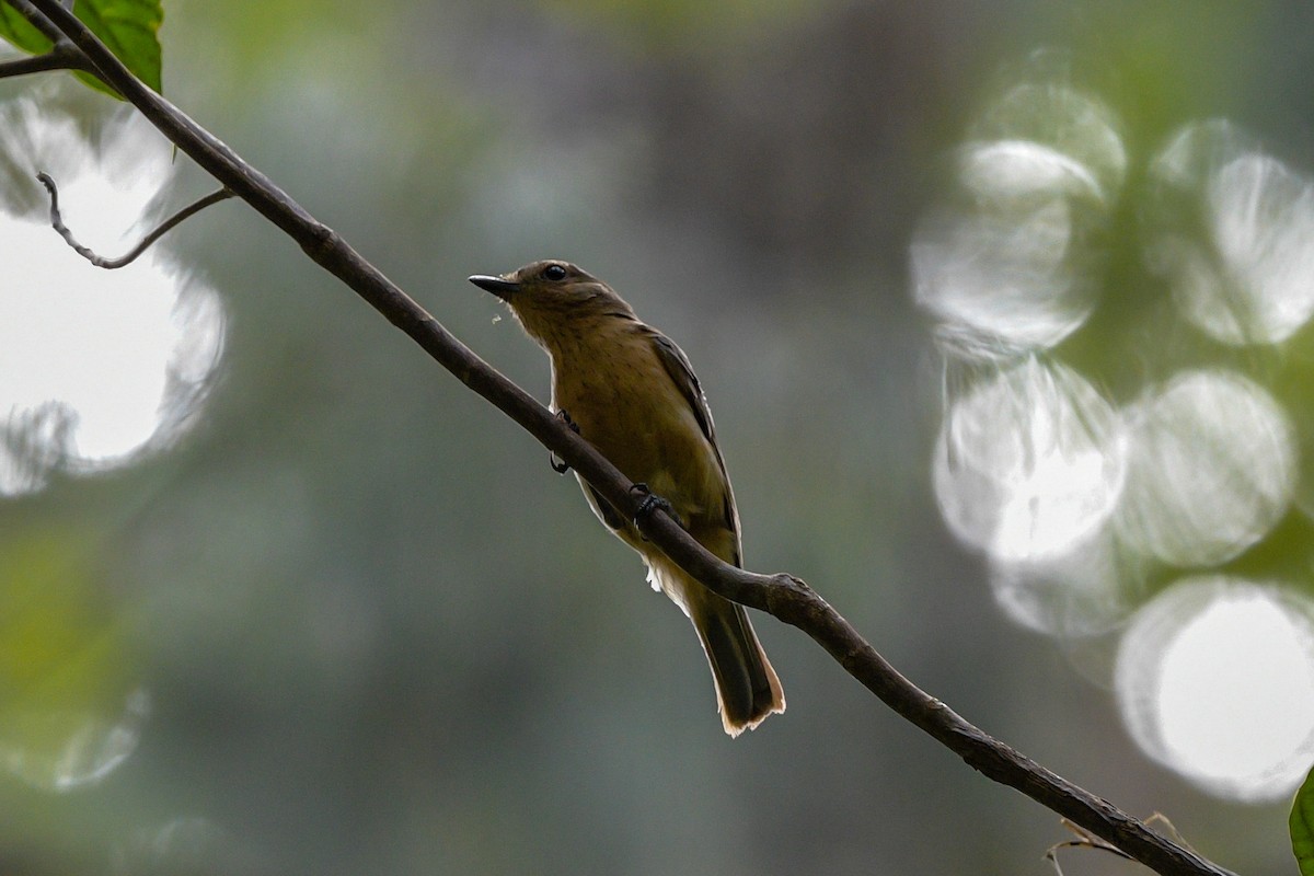 Свистун вохристий - ML651373664