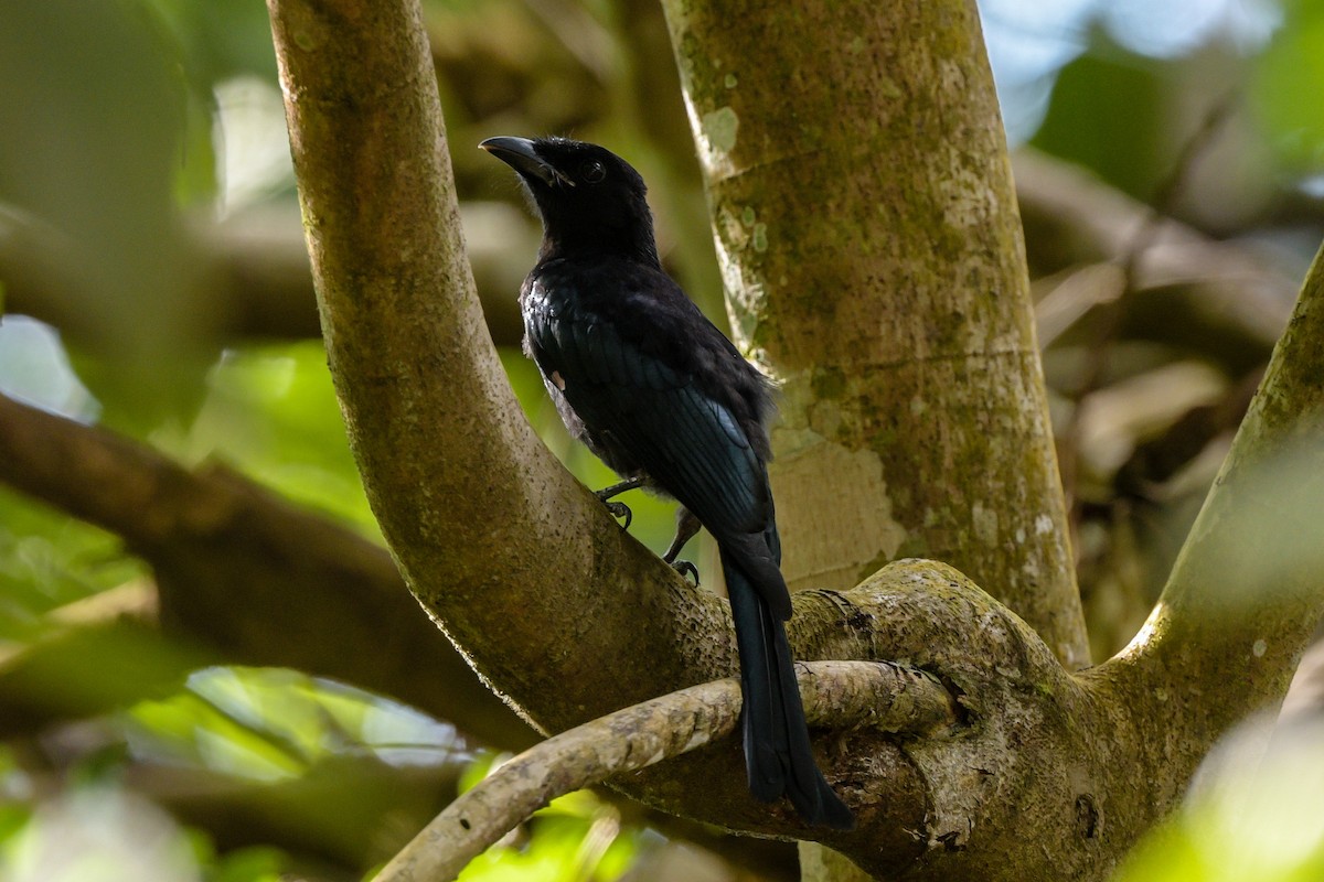 Дронго лірохвостий - ML651373725