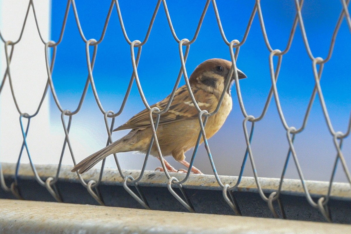 Горобець польовий - ML651373744