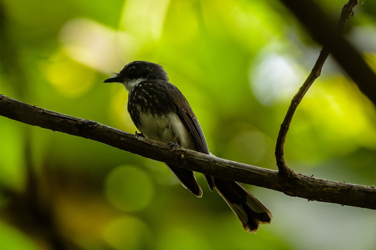 Віялохвістка північна - ML651373787
