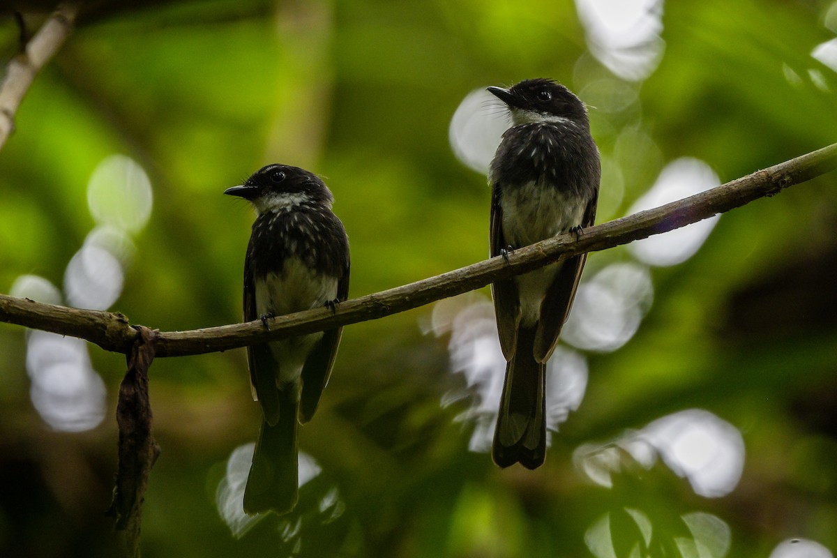 Віялохвістка північна - ML651373788