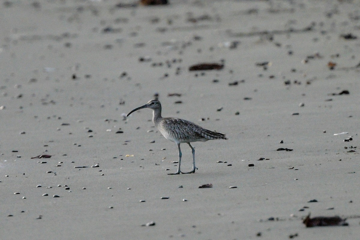 Eurasian Whimbrel - ML651373818