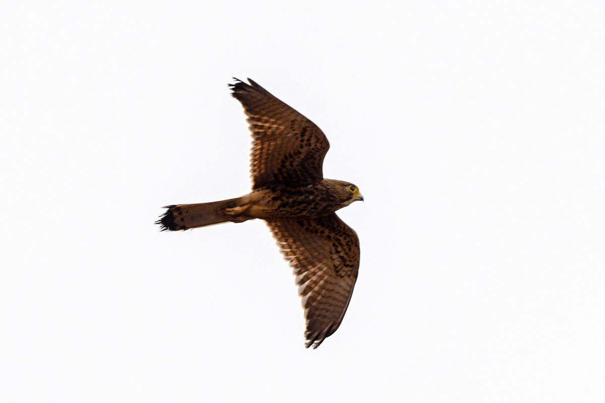 Spotted Kestrel - ML651373861