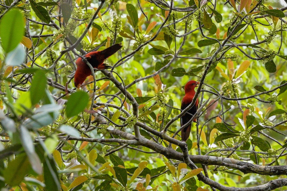 Violet-necked Lory - ML651373902