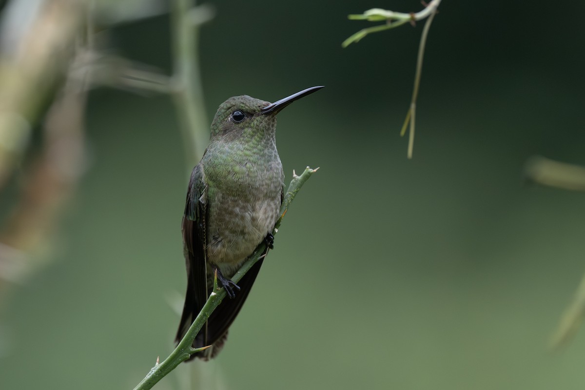eBird Checklist - 20 Feb 2026 - Amphibia House - 49 species