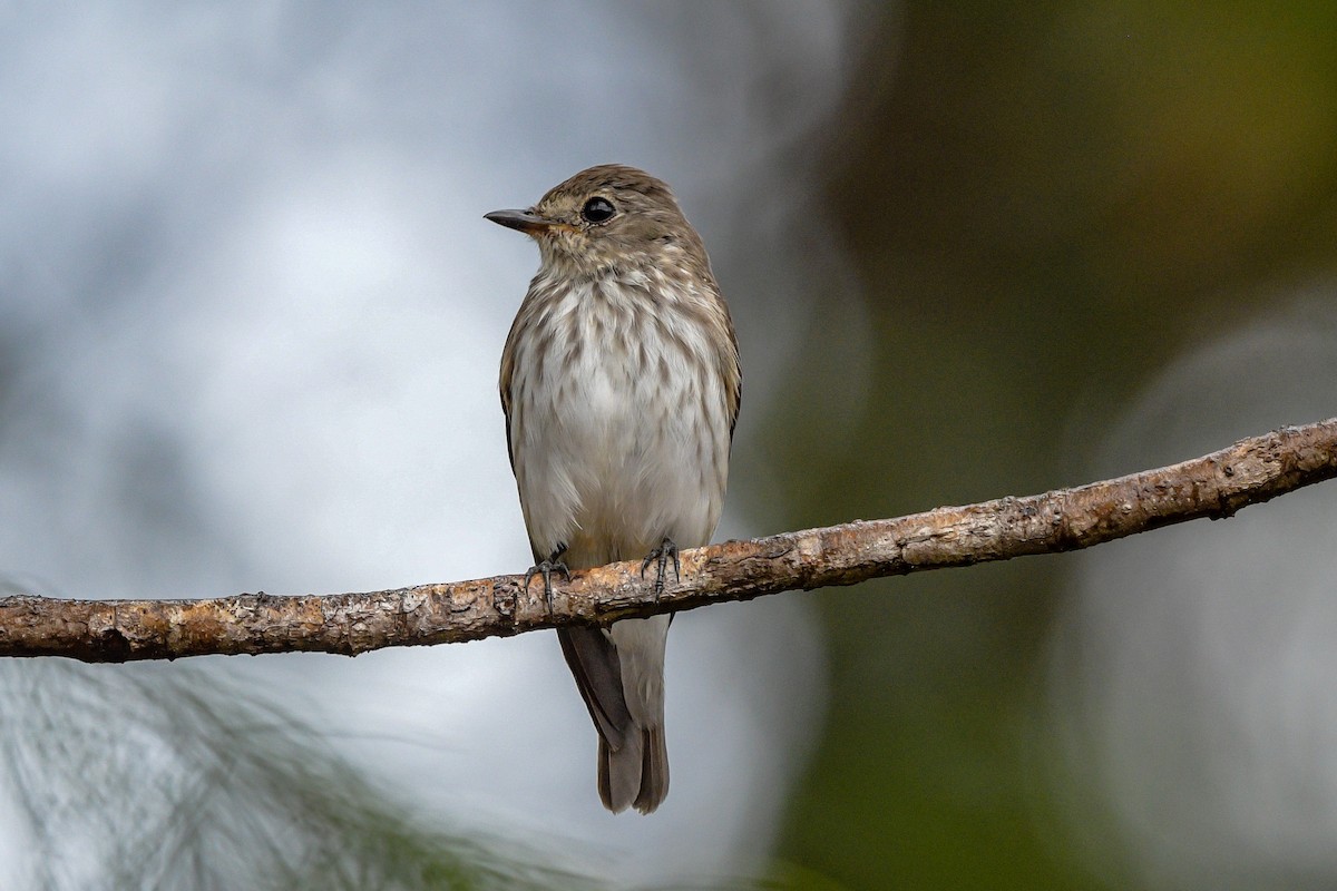 Gray-streaked Flycatcher - ML651373985
