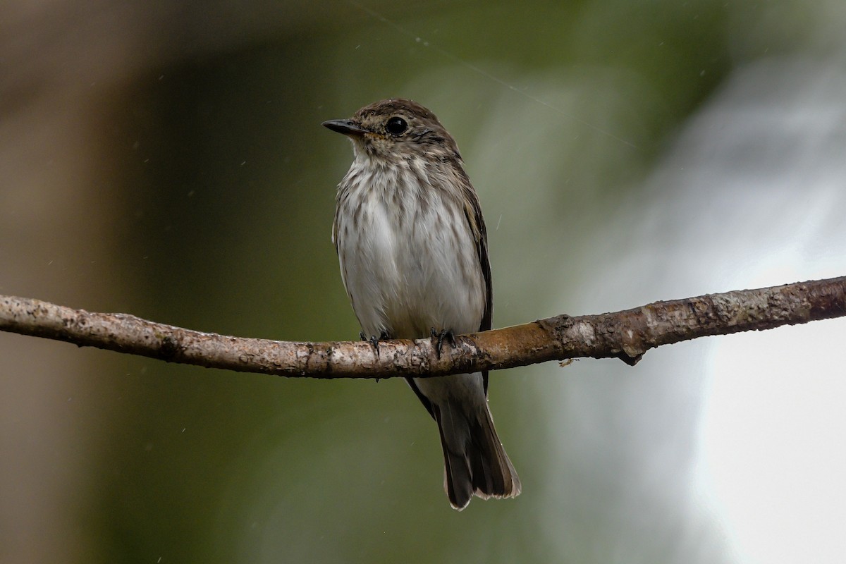Gray-streaked Flycatcher - ML651373986